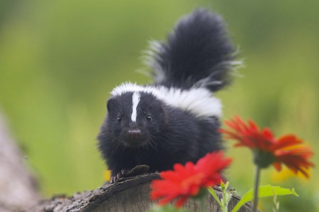 skunk weed