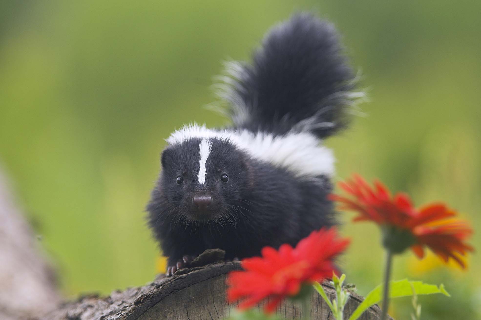 Why Does Weed Smell Like Skunk? Mistifi