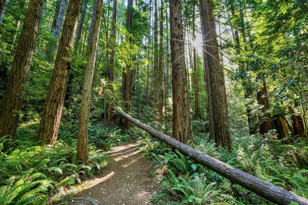 Glamping California Redwoods