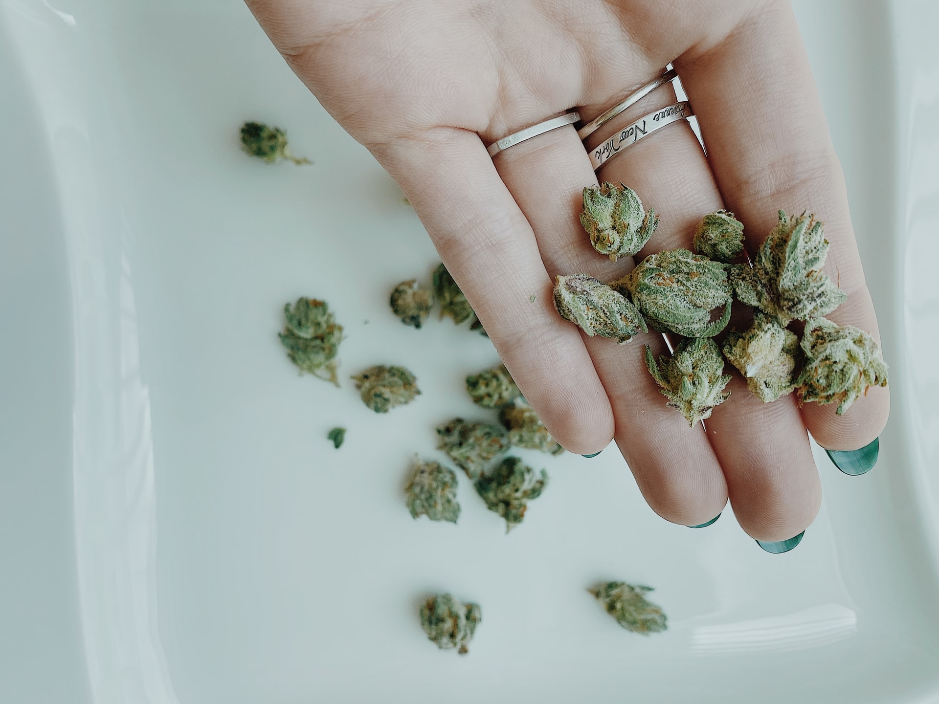 humulene terpene cannabis in hand
