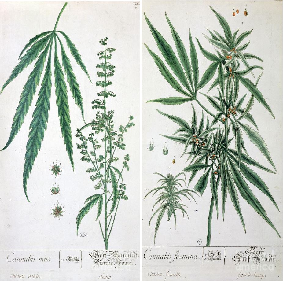 weed art cannabis mas foemina