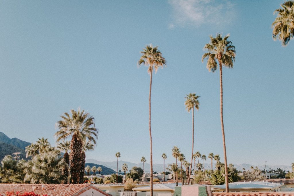 California Vibes, aesthetic, america, beach, la, night, palms