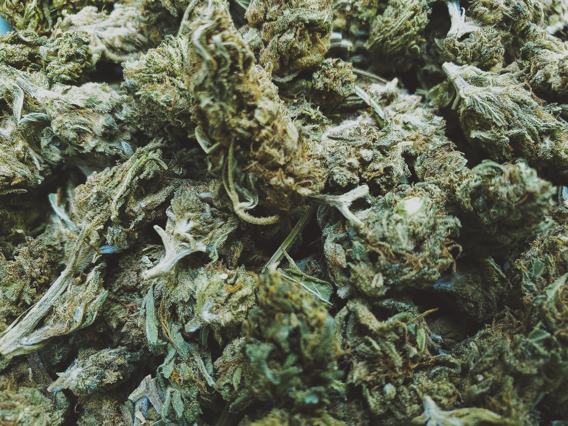 What is Reggie Weed? Everything You Need to Know | Mistifi